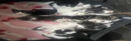 Mixed Breed cats for sale: Beautiful Mixed Kittens - Advert 3