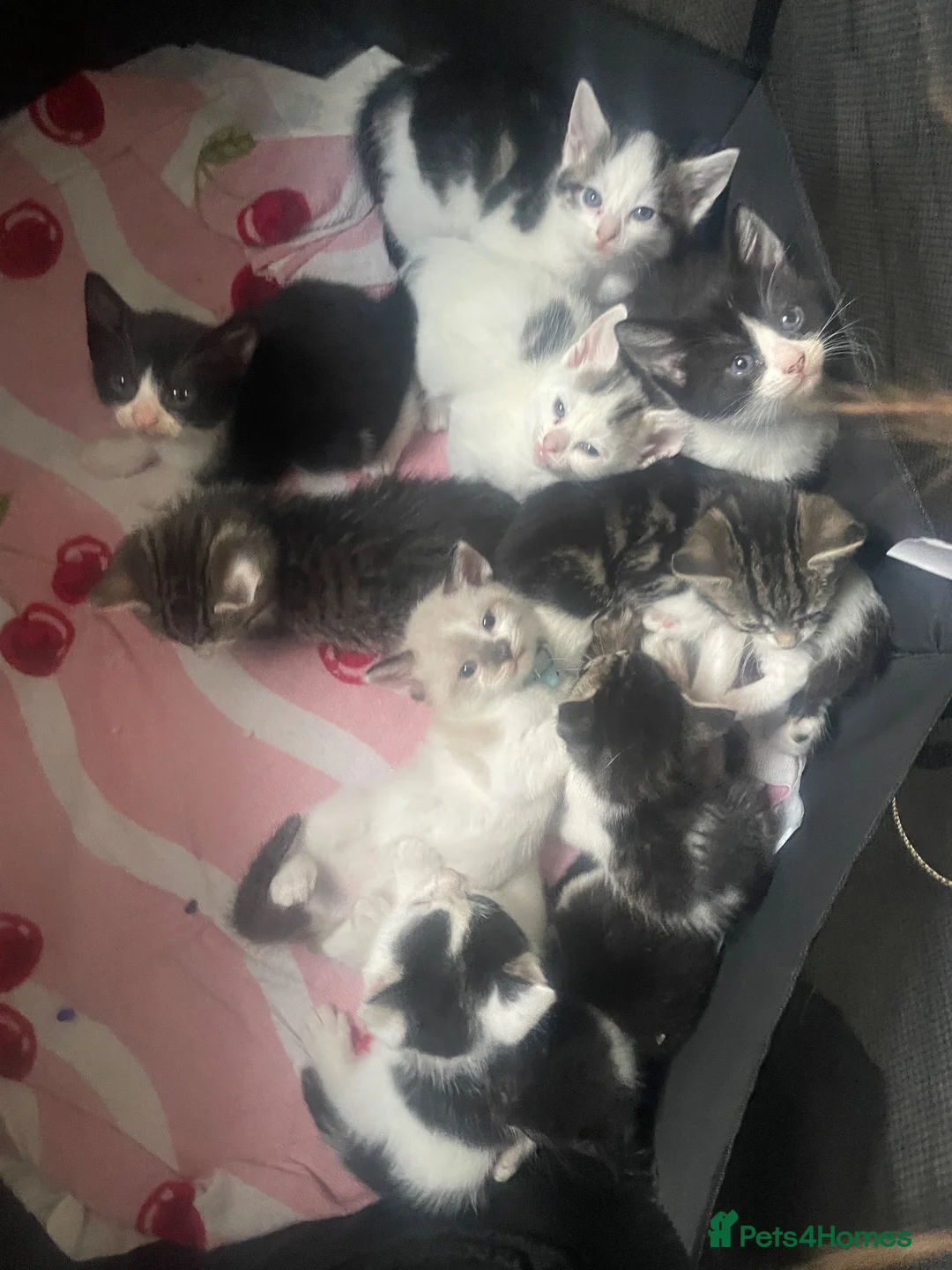 Mixed Breed cats for sale: Beautiful Mixed Kittens - Advert 3