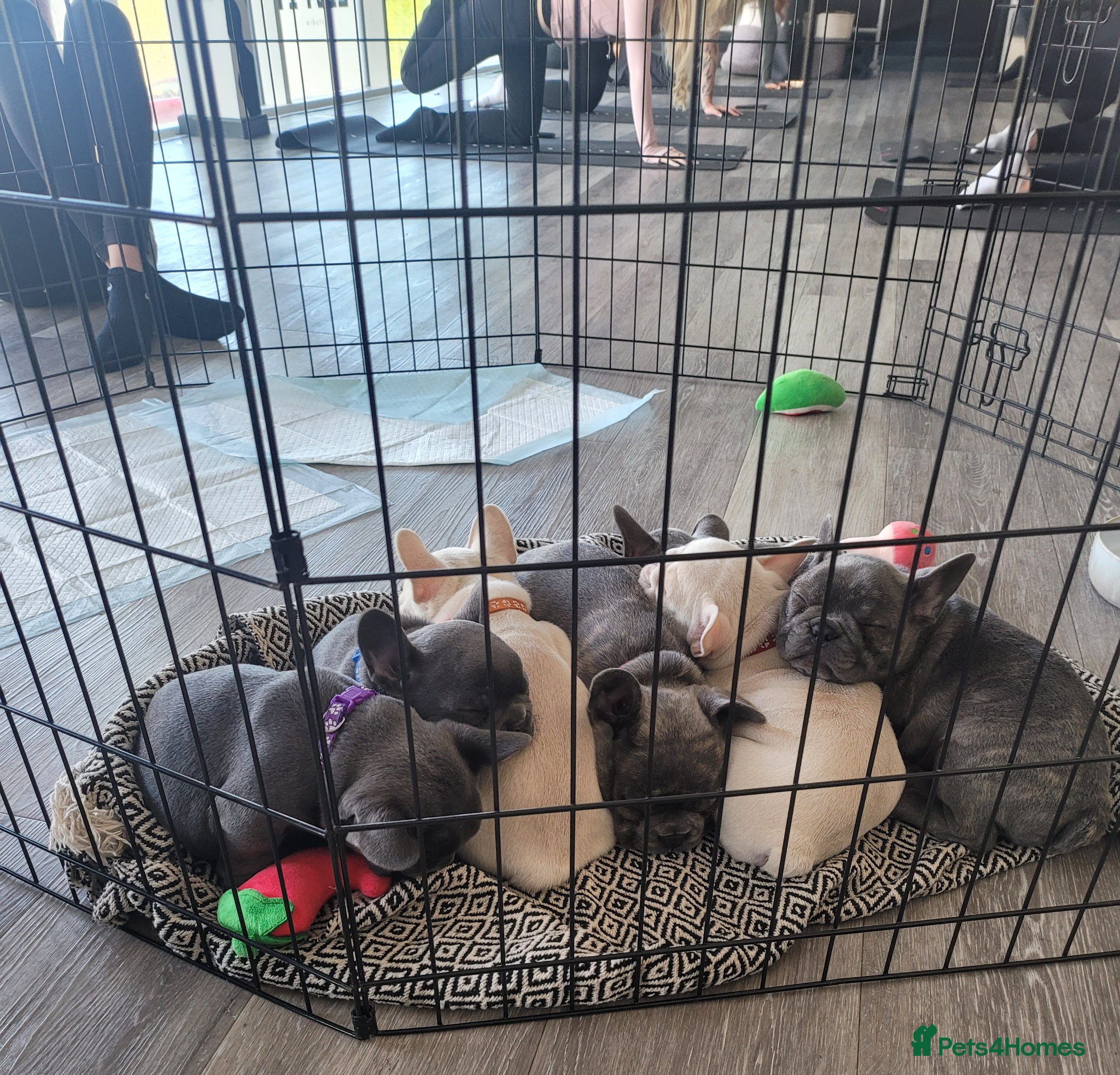 French Bulldog dogs Frenchie babies - Advert 1