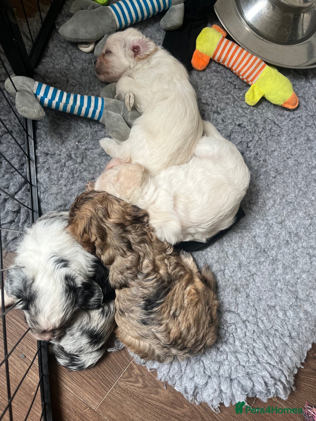 Mixed Breed dogs for sale: Gorgeous little Peekapoo’s - Image 10