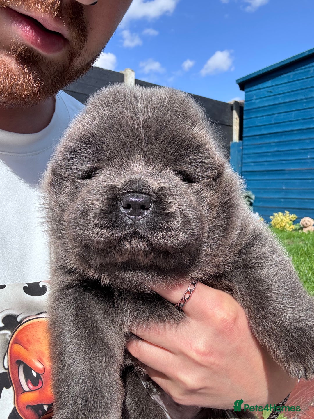 Chow Chow dogs for sale: Last 2 Beautiful chow chow puppies - Image 16