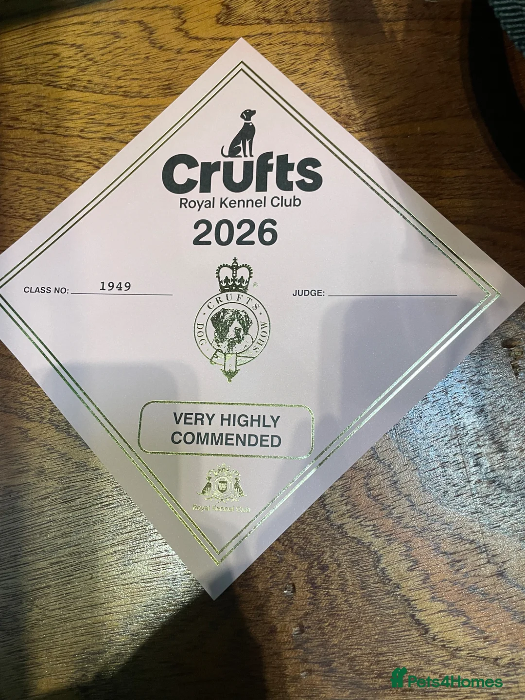 Japanese Shiba Inu dogs for stud: Champion bloodline health Japanese Shiba Inu stud - Advert 2