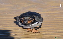 Dachshund dogs for sale: (Rescue) Black and tan dachshund - Image 3