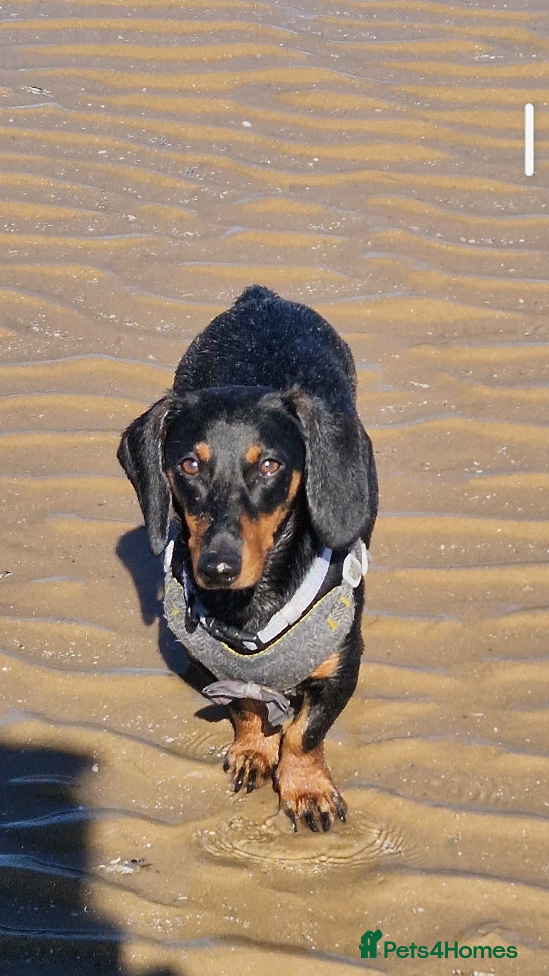 Dachshund dogs for sale: (Rescue) Black and tan dachshund - Image 3