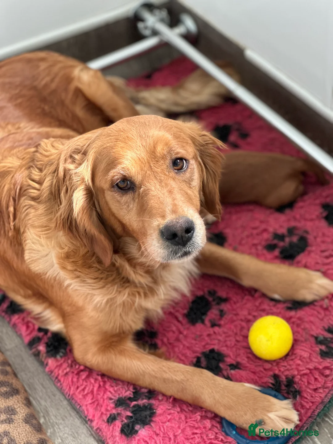 Golden Retriever dogs for sale: Dark Golden KC registered Golden retrievers - Advert 26