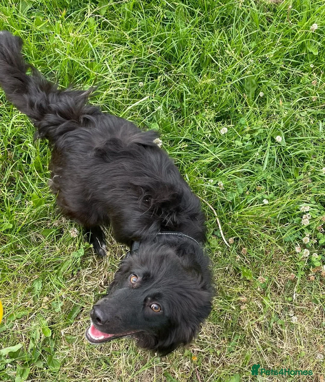 Mixed Breed dogs for sale: URGENT home needed for Ezo - Advert 2