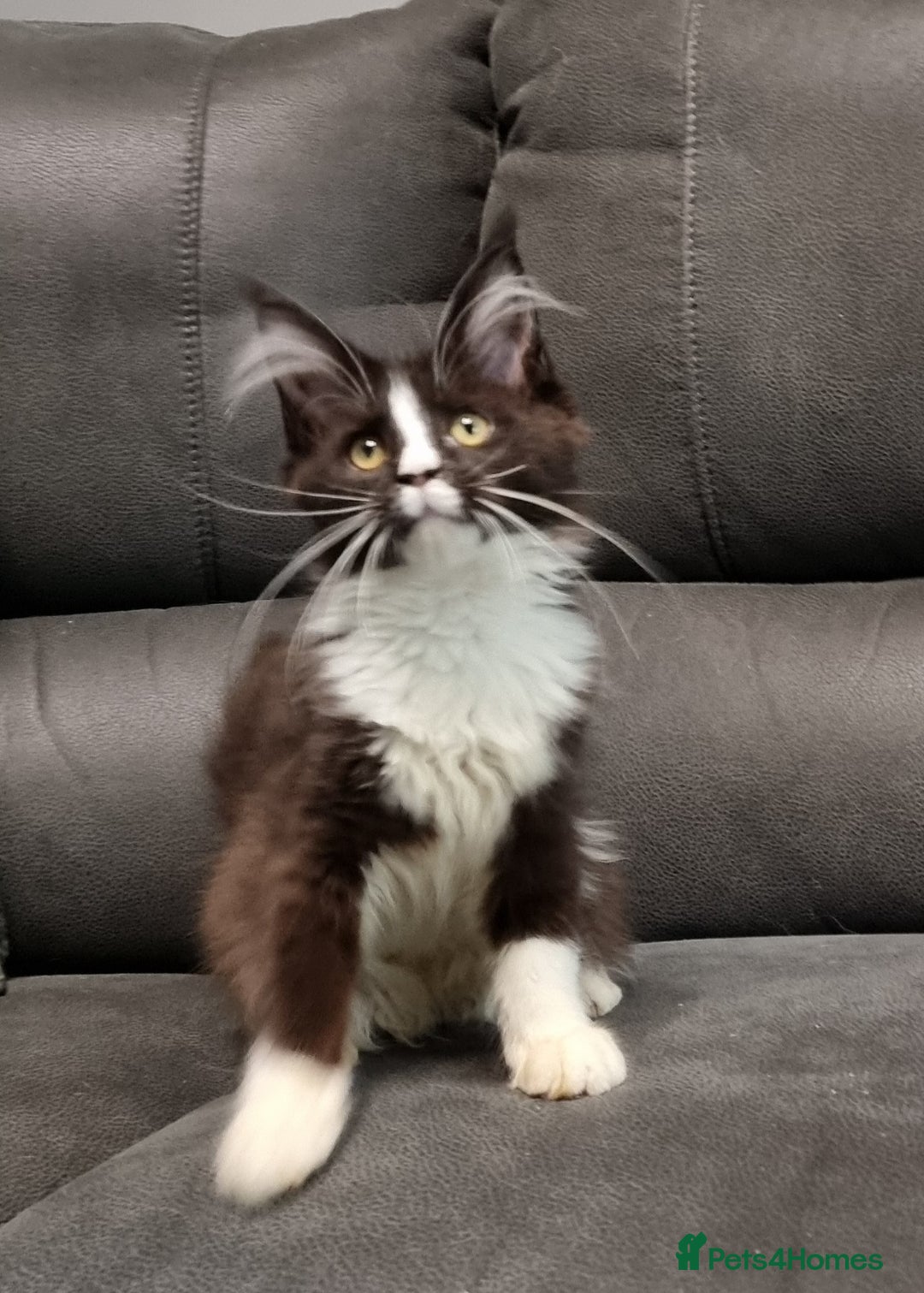 Maine Coon cats for sale: Pedigree GCCF registered Maine Coon Kittens  - Advert 7