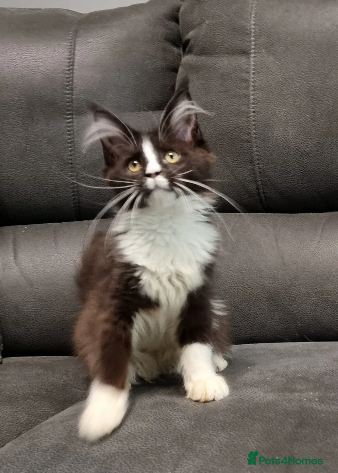 Maine Coon cats for sale: Pedigree GCCF registered Maine Coon Kittens  - Advert 7