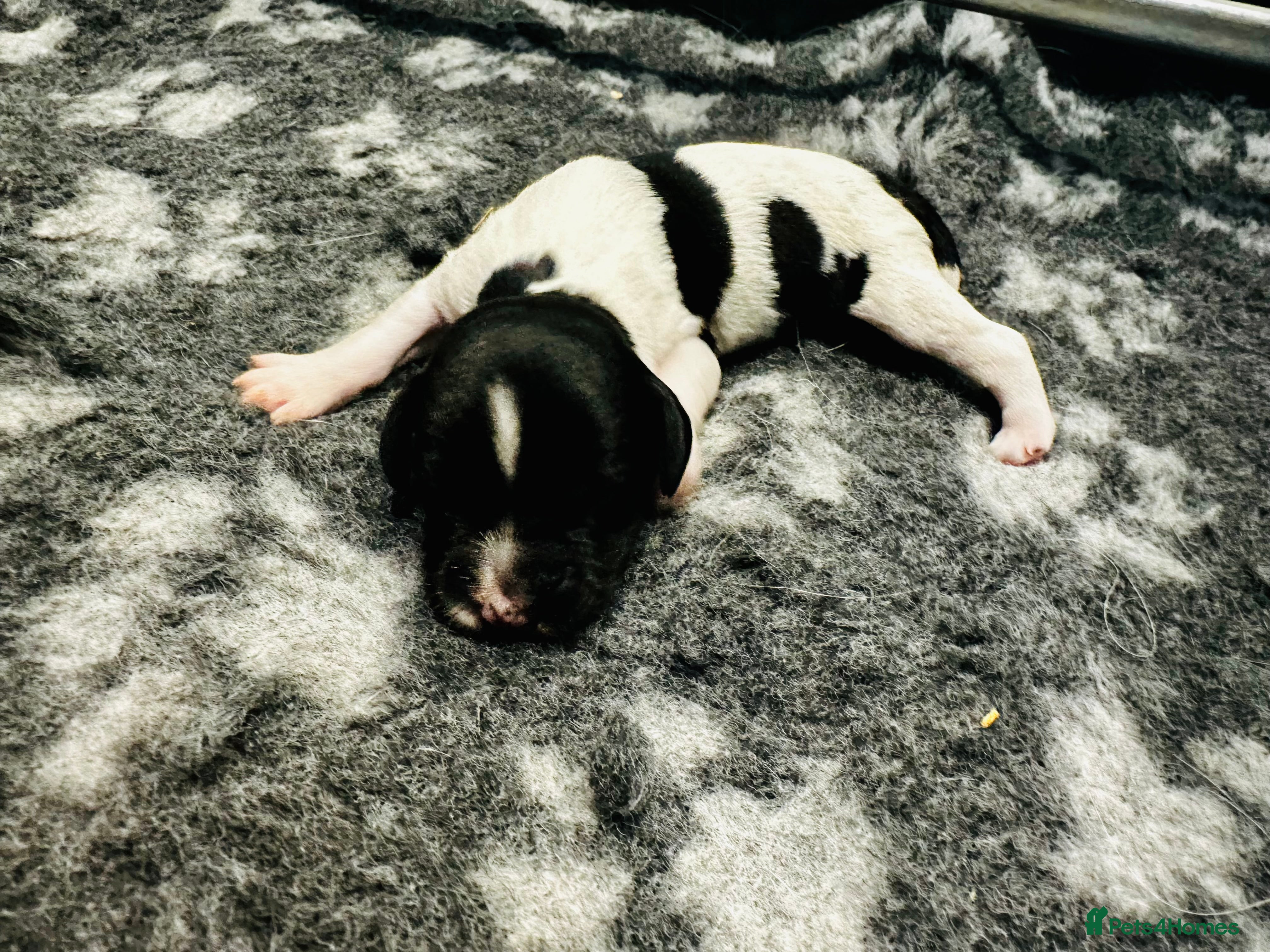 English Springer Spaniel dogs KC Registered English Springer Spaniel Puppies - Advert 2