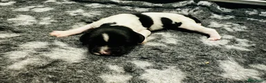 English Springer Spaniel 6