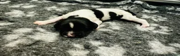 English Springer Spaniel dogs for sale: KC FTCH English Springer Spaniel Puppies - Advert 36