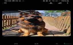 German Shepherd dogs for sale: For sale - Image 4