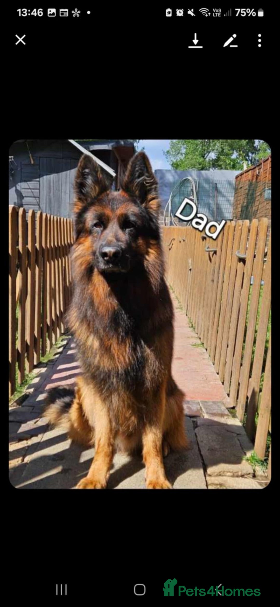 German Shepherd dogs for sale: For sale - Image 4