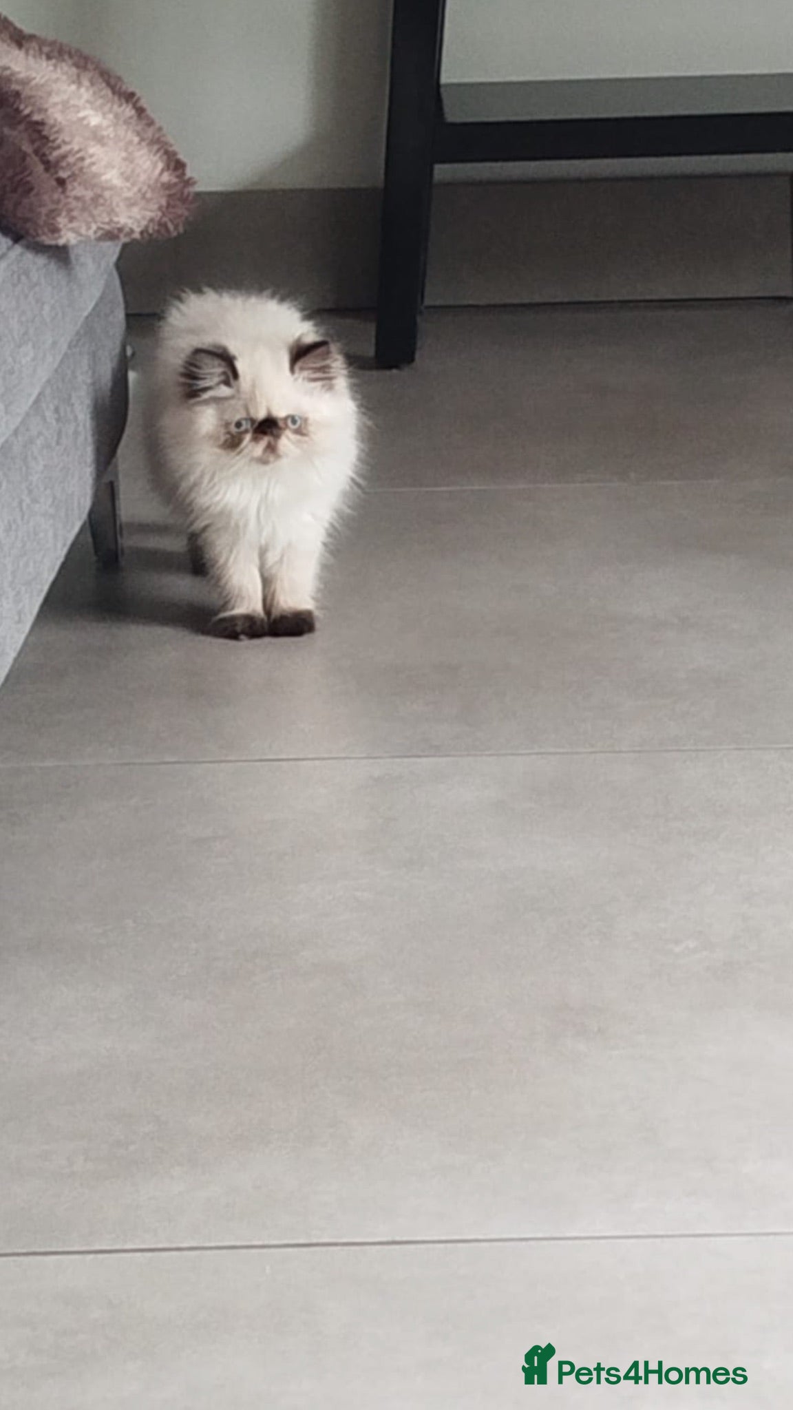Persian cats Stunning Himalayan exotic boy kitten  - Advert 17