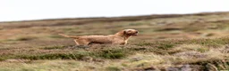 Hungarian Vizsla dogs for sale: Working wirehaired vizsla puppies for sale  - Advert 6