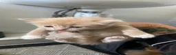 Mixed Breed cats for sale: 5 gorgeous mixed breed kittens for sale Halloween  - Advert 1