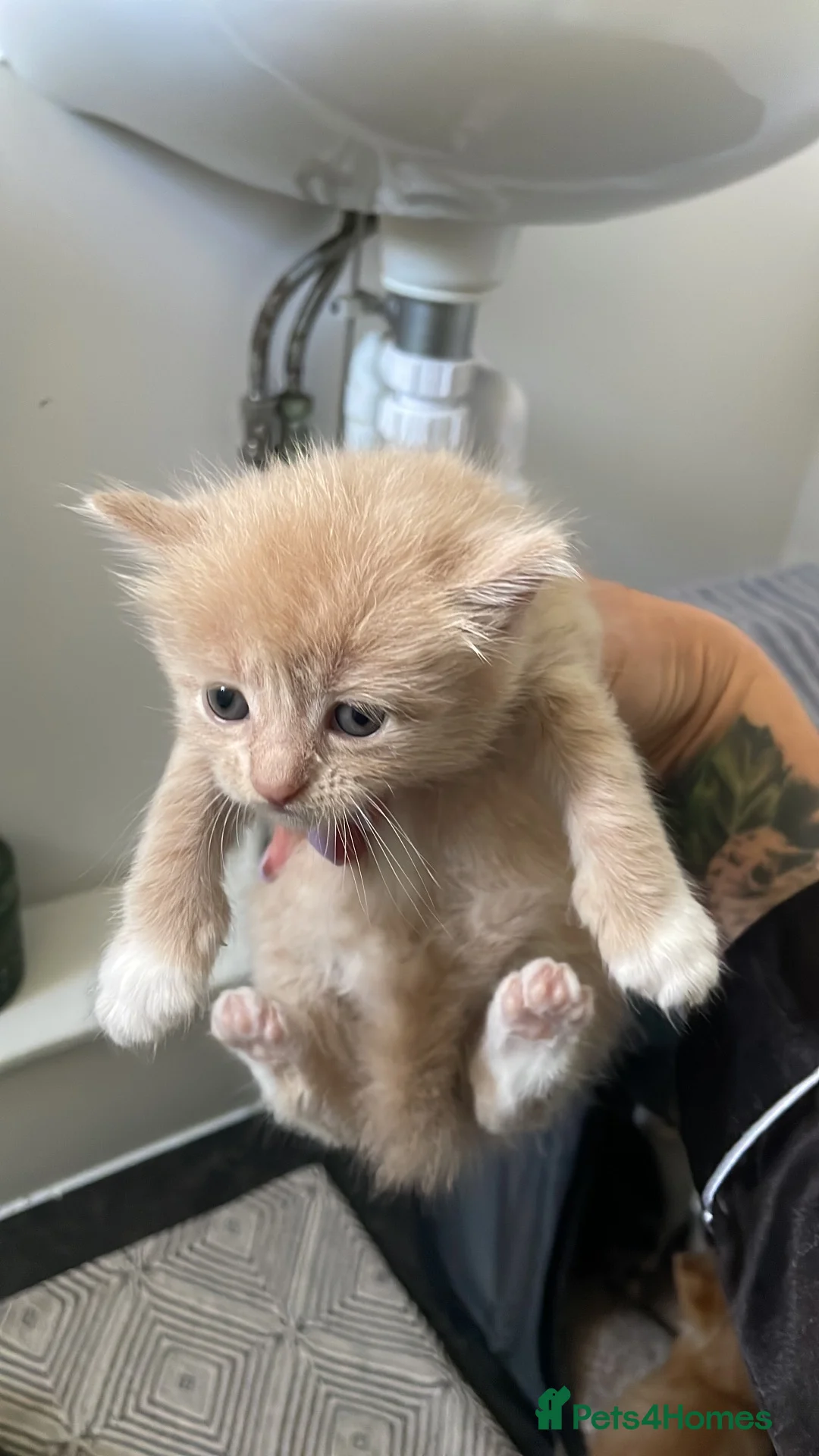 Mixed Breed cats for sale: 5 gorgeous mixed breed kittens for sale Halloween  - Advert 1
