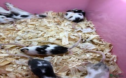 Mouse rodents for sale: Super friendly fancy female mice  - Image 5