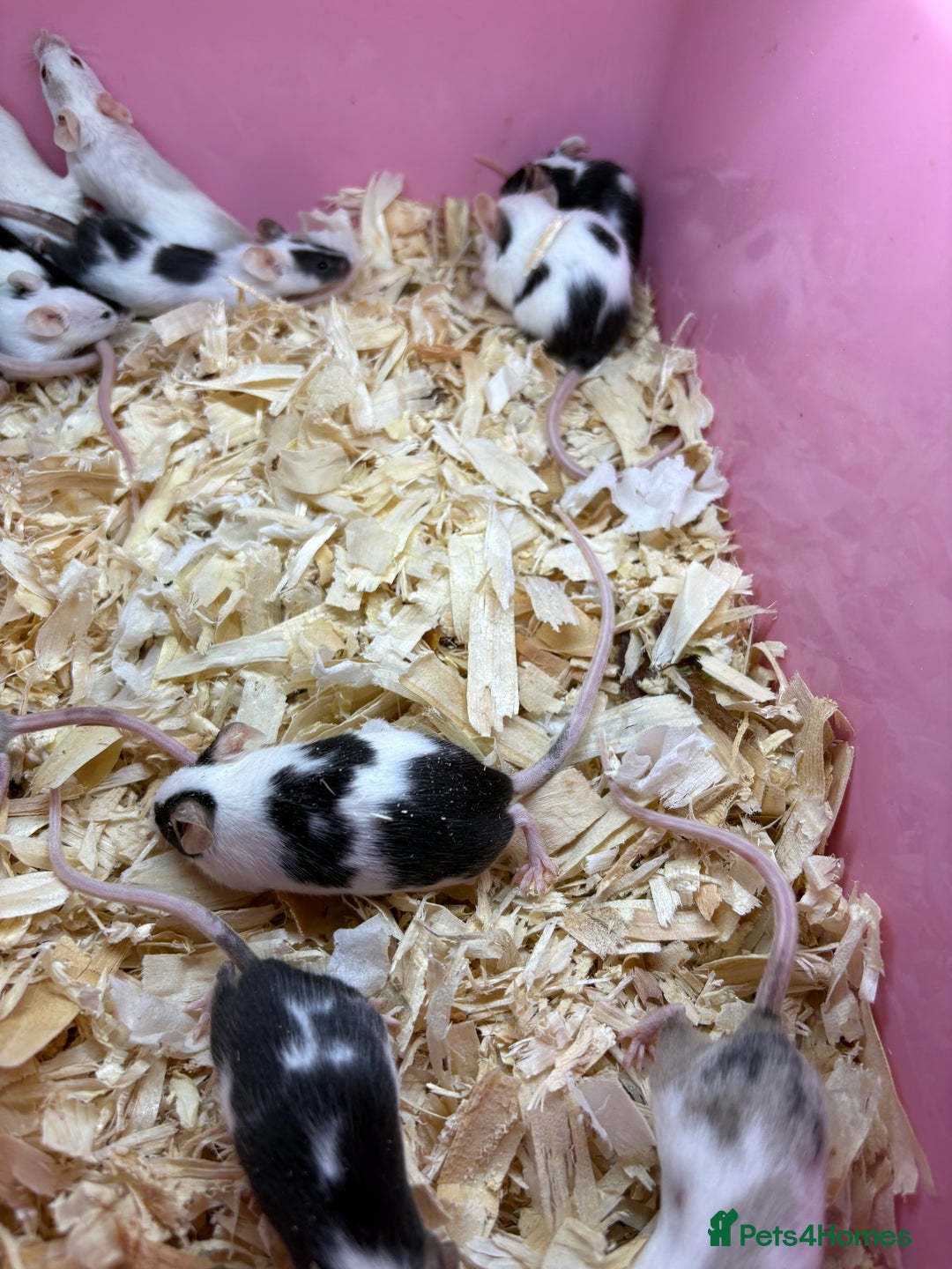 Mouse rodents for sale: Super friendly fancy female mice  - Image 5