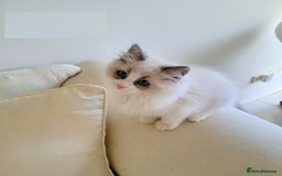 Ragdoll cats for sale: Nicest top reg Ragdoll kittens up for sale - Image 2