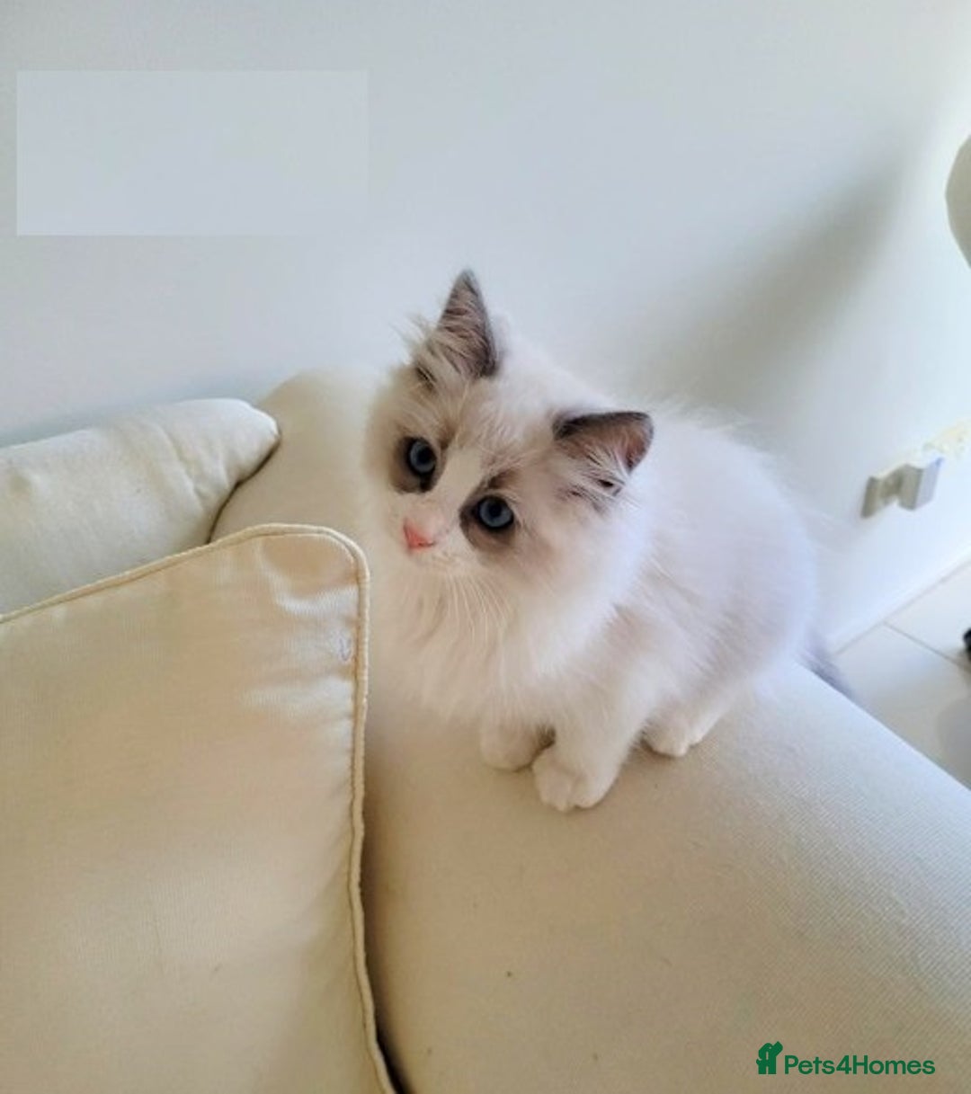 Ragdoll cats for sale: Nicest top reg Ragdoll kittens up for sale - Image 2
