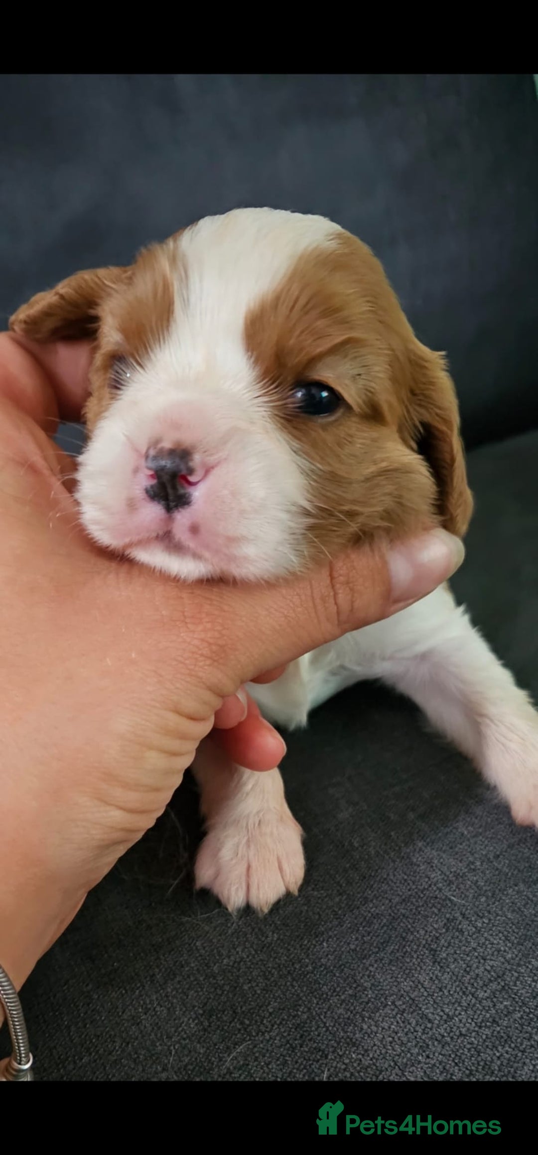 Cavalier King Charles Spaniel dogs for sale: Cavalier king Charles spaniel - Image 6