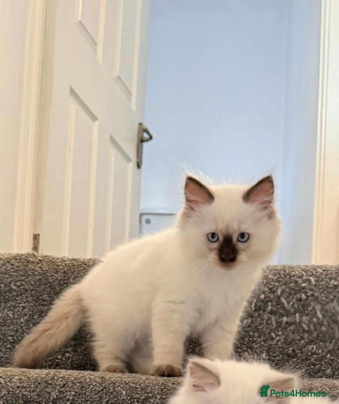 Ragdoll cats for sale: Beautiful Ragdoll kittens  - Advert 12