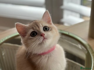 British Shorthair cats Blue golden girl BSH - Advert 1