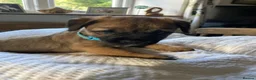 Border Terrier dogs for sale: Quality Border Terrier Puppies - Advert 8