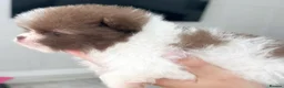 Pomeranian dogs for sale: KC Registered Champion bloodline Pomeranians  in London - Advert 9