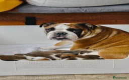 English Bulldog dogs for sale: KC Reg English Bulldog Pups - Image 23