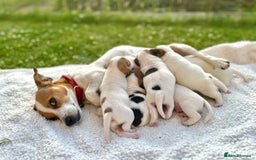Jack Russell dogs for sale: Georgeous Jack Russell Puppy boy  in Tunbridge Wells - Image 6