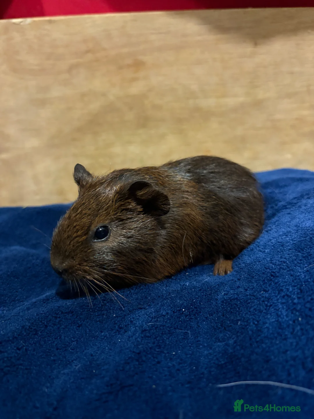 Guinea Pig rodents for sale: Baby guinea pigs for sale  - Advert 4