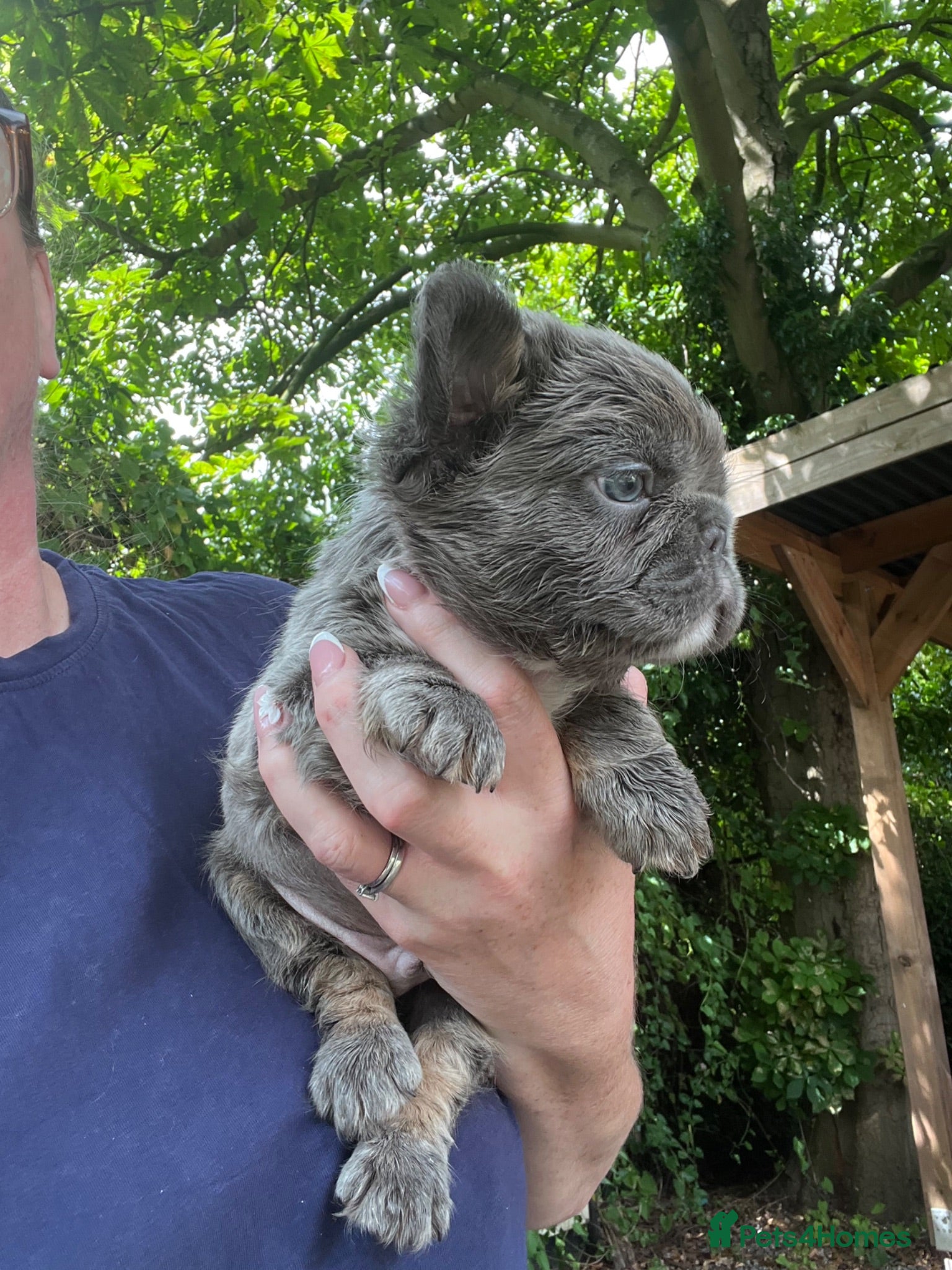 French Bulldog dogs BEAUTIFUL FLUFFY FRENCH BULLDOG PUPPIES - Advert 2