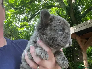French Bulldog dogs BEAUTIFUL FLUFFY FRENCH BULLDOG PUPPIES - Advert 2