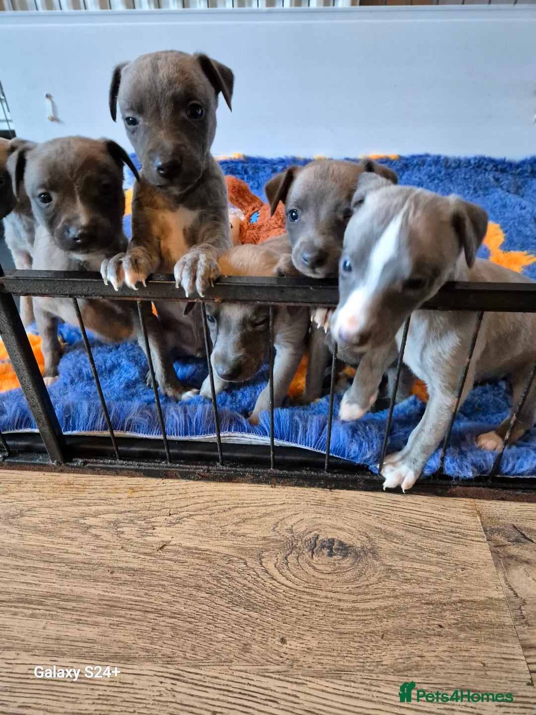 Whippet dogs for sale: Stunning whippet puppies  - Advert 6