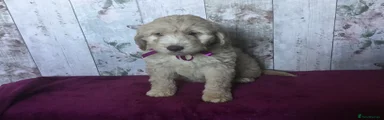Mixed Breed Puppy 2