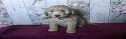 Mixed Breed dogs for sale: Cockador x poodle pups - Advert 9