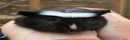 Guinea Pig rodents for sale: Lovely baby guinea pig boys - Advert 11