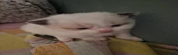 Ragdoll cats for sale: Ragdoll kittens fully gccf registered kittens  - Advert 14