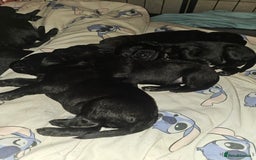 Labradoodle dogs for sale: F1 beautiful standard labradoodles - Image 11