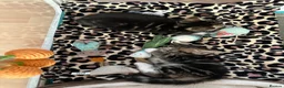 Mixed Breed cats for sale: Beautiful tabby kittens for sale - Advert 3