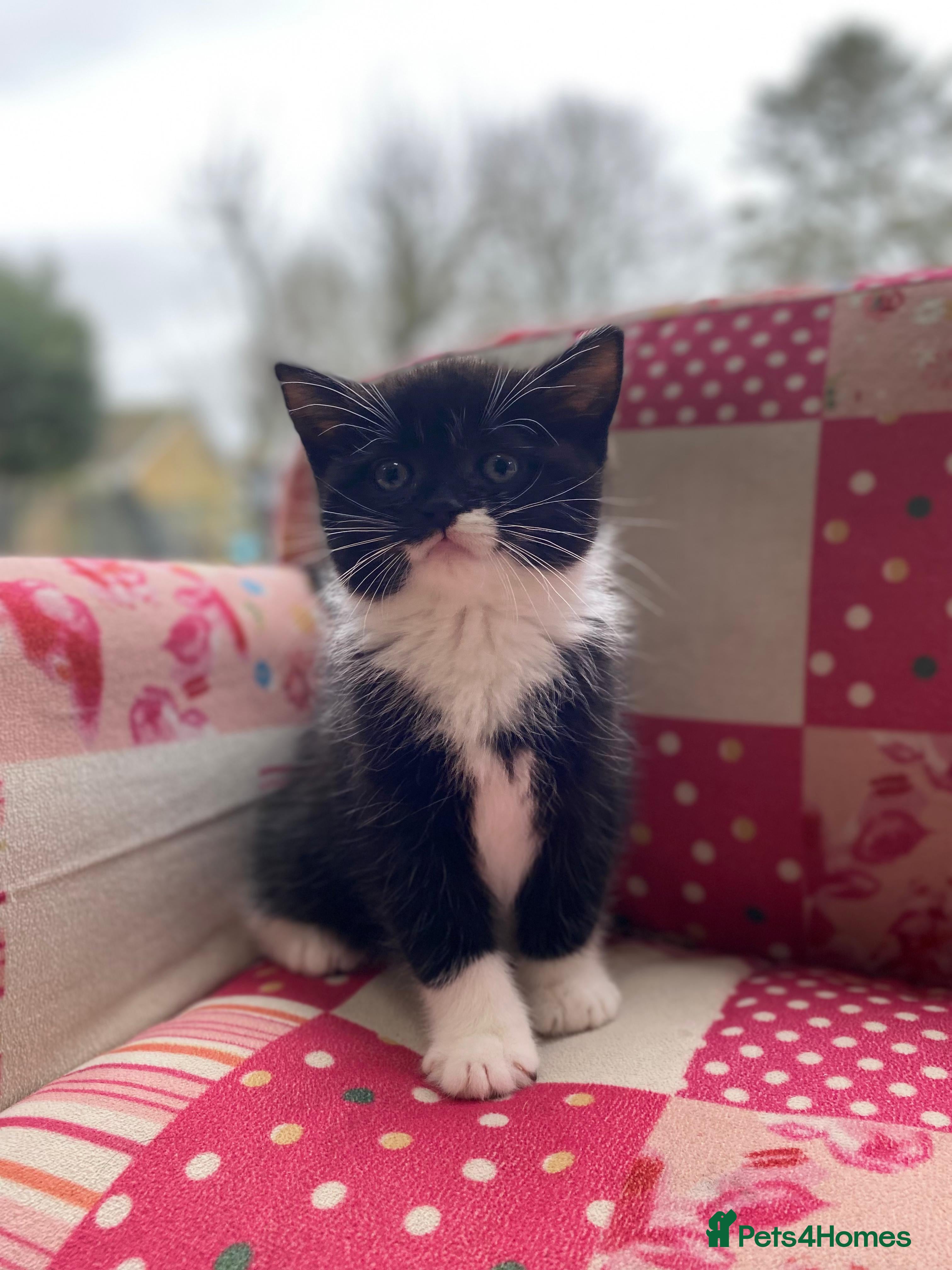 British Longhair cats Stunning litter of British long hair - Advert 1