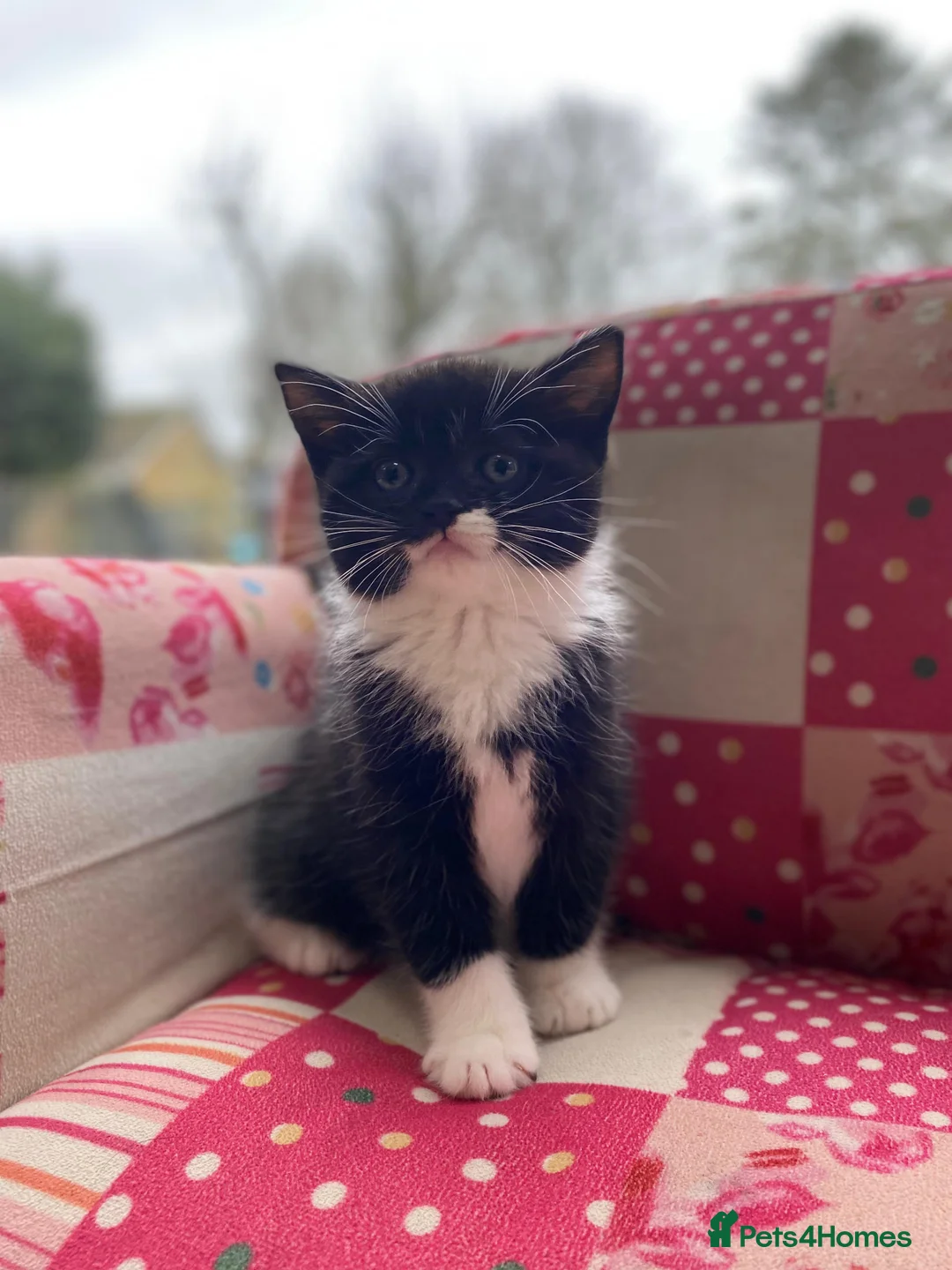 British Longhair cats for sale: Stunning litter of British long hair - Advert 8