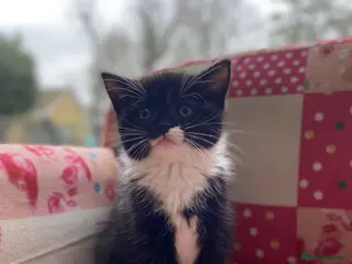 British Longhair cats Stunning litter of British long hair - Advert 1