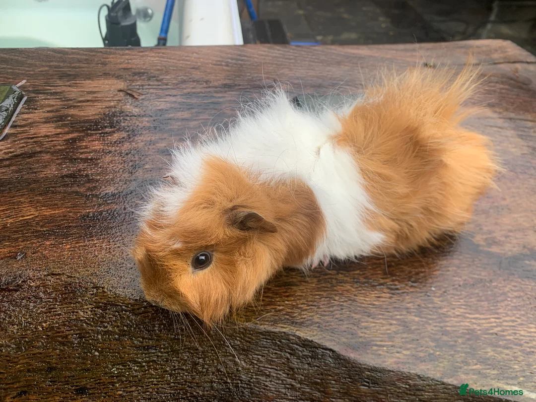 Guinea Pig rodents for sale: Male friendly Guinea pigs - Advert 3