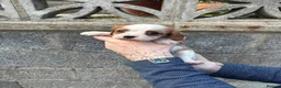 Cavalier King Charles Spaniel dogs for sale: Absolutely beautiful King Charles Cavalier puppies - Advert 23