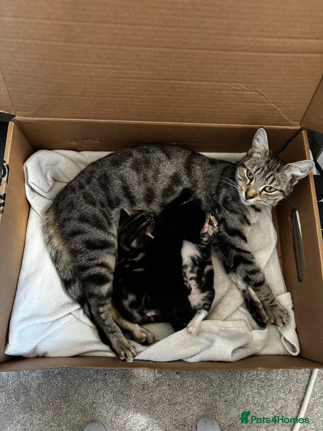 Mixed Breed cats for sale: 3 kittens for sale  - Advert 14