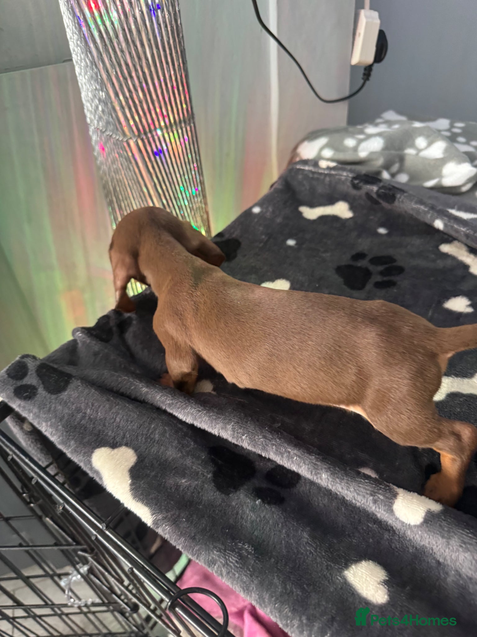 Miniature Dachshund dogs for sale: Mini dachshund  in Brighton - Advert 16