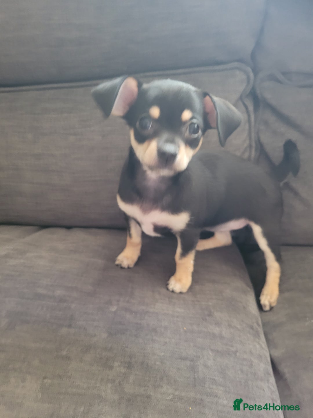Chihuahua dogs for sale: Ready now - Advert 14